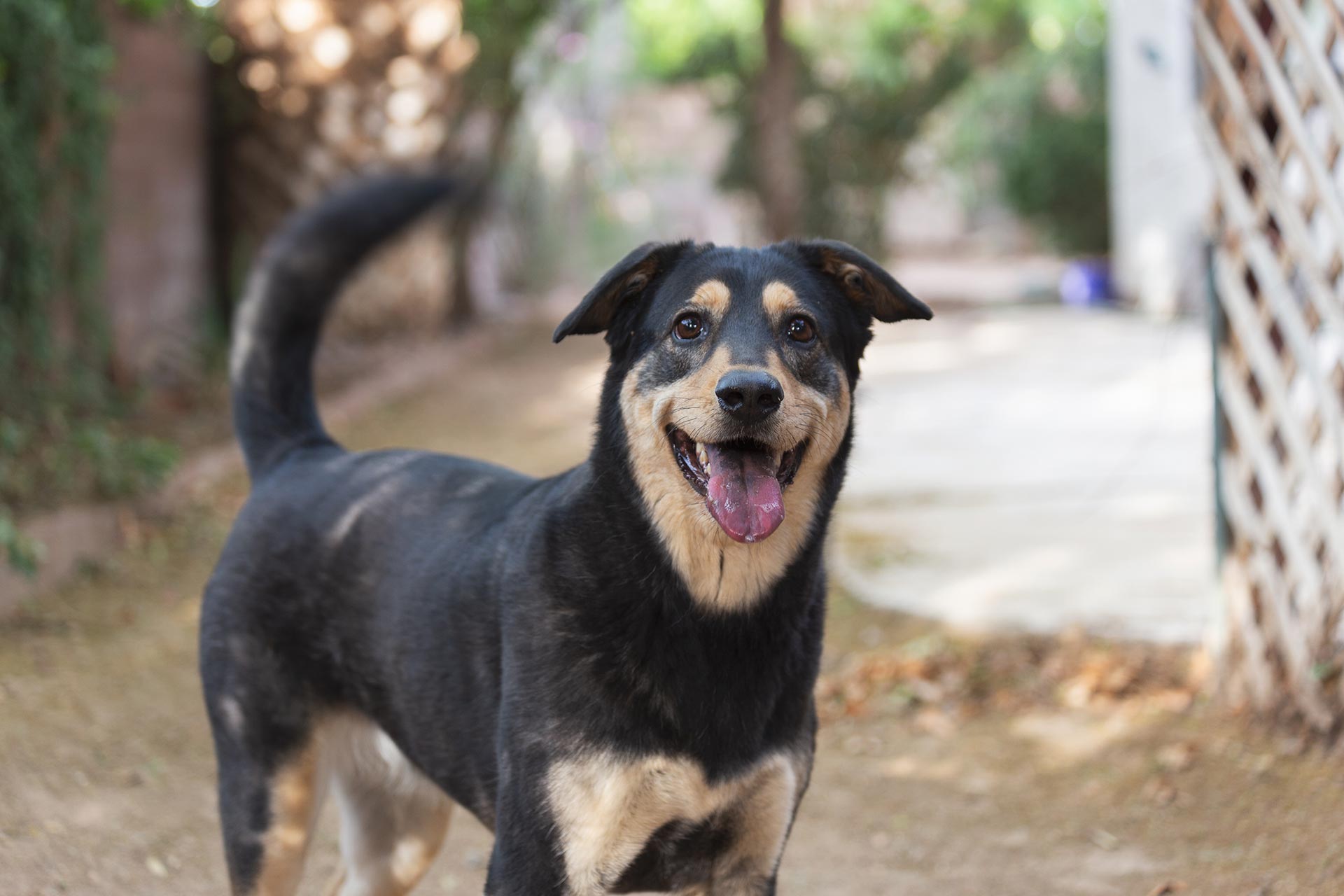 dogs shake their tails in Rochester IN