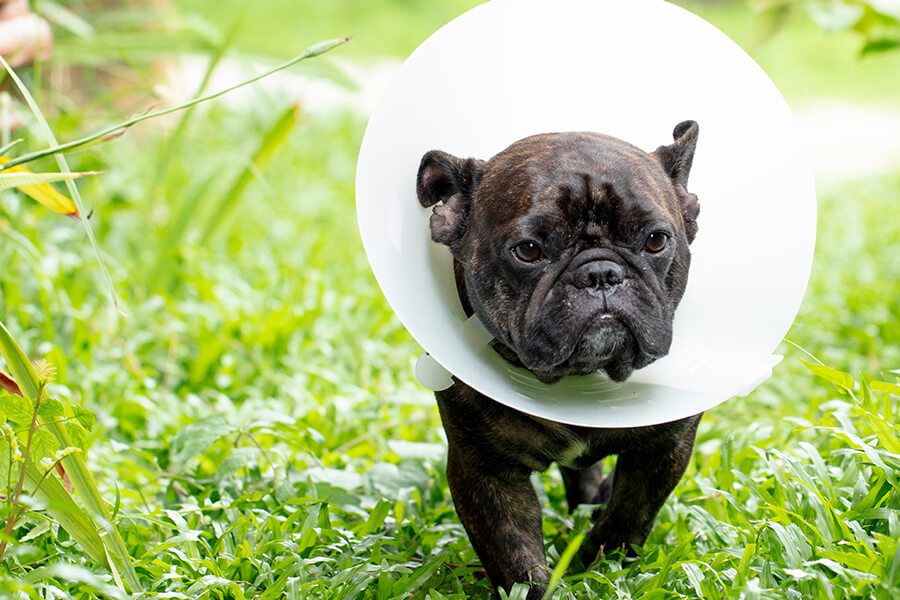 French Bulldog In Surgical Cone