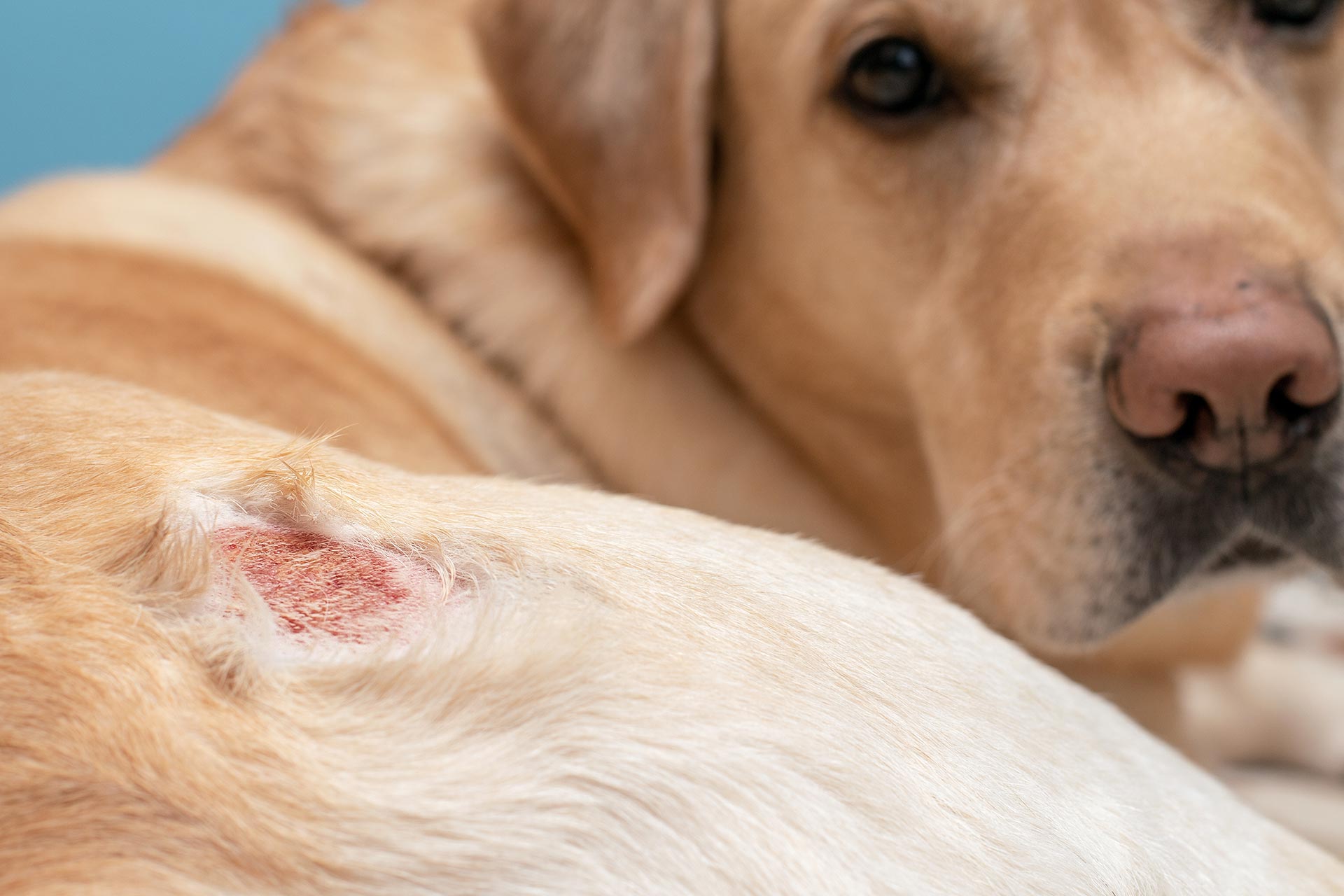 staph infection in dogs Rochester IN