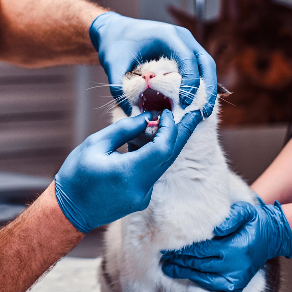 Professional Teeth Cleaning Services for Pets in Rochester, IN | Fulton