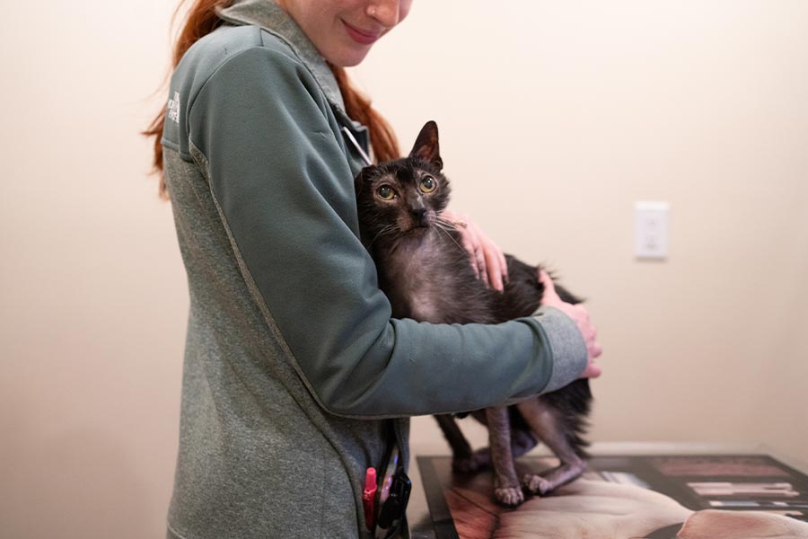 Cat Snuggling Up To Owner