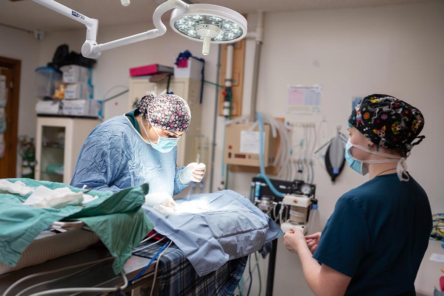 Doctor And Assistant Performing Surgery