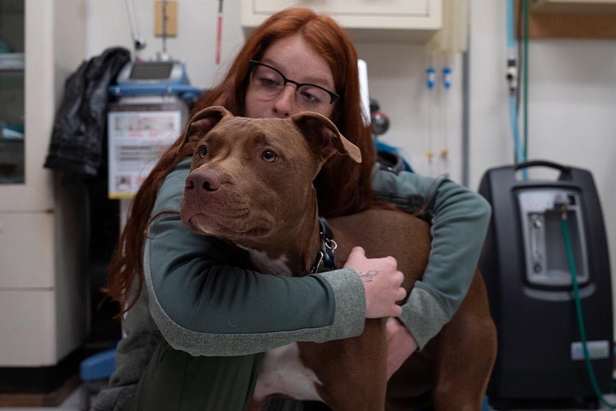 Staff Member Hugging Pitbull