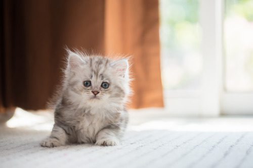 kitten-laying-on-carpeted-floor-at-home