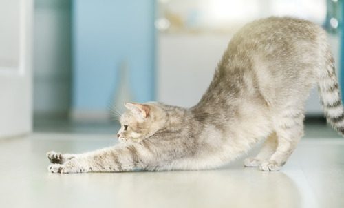 cat-stretching-at-home