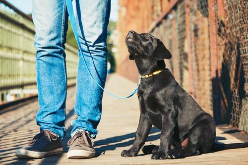 pet-owner-training-with-black-labrador-puppy