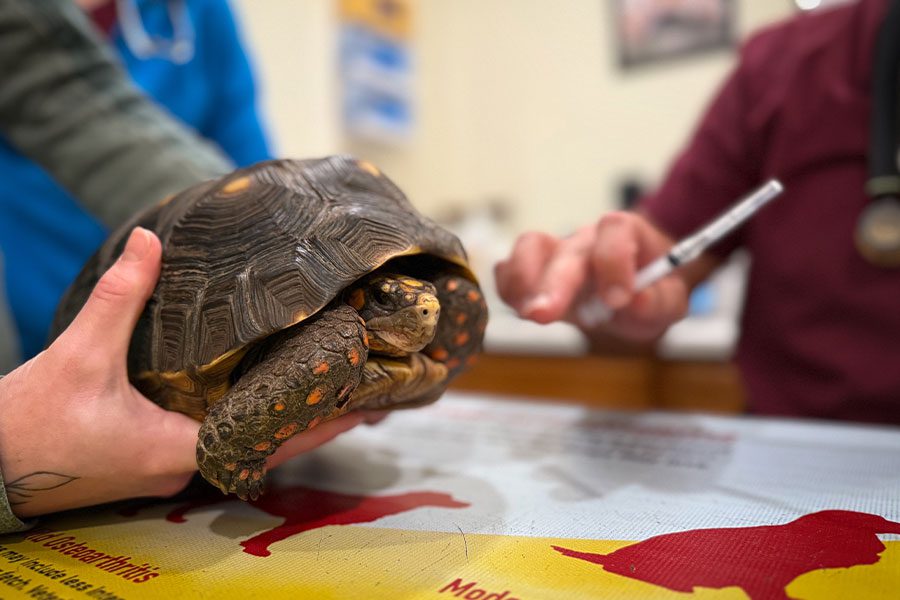 pet owner holding turtle while veterinarian prepares to give turtle a vaccine