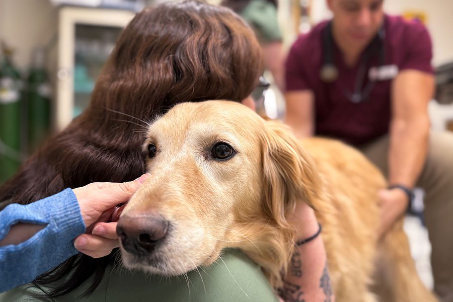 hand reaching out to pet golden retriever while one staff member hugs dog and male doctor checks dog's hips