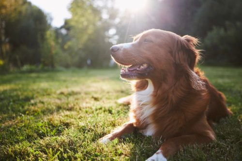 Novia Scotia duck tolling retriever lounging happily in sunny meadow
