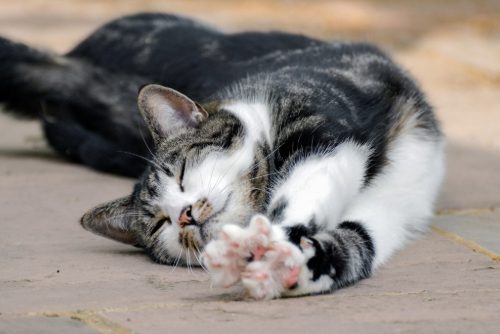 brown mackeral tabby cat laying on side stretching out