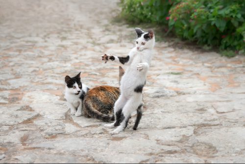 two black and white kittens with a patched calico cat on the street, with one kitten standing on hind legs
