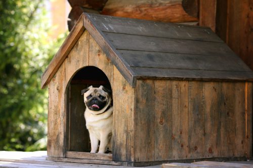 fawn pug sitting happily in wooden doghouse