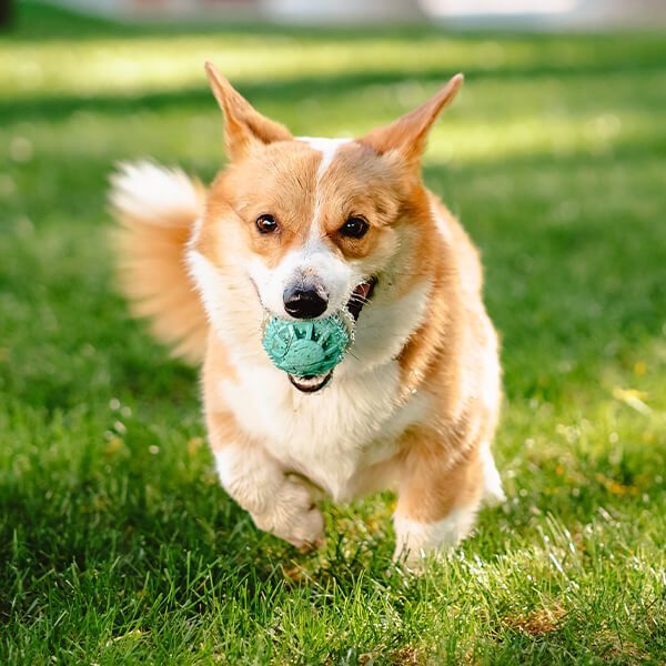 dog playing with ball in yard