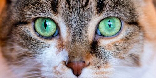 cat-eyes close-up-of-green-cat-eyes