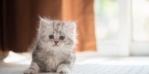cat-losing-hair kitten-laying-on-carpeted-floor-at-home