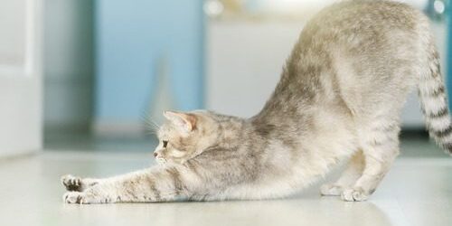 cat-stretching cat-stretching-at-home