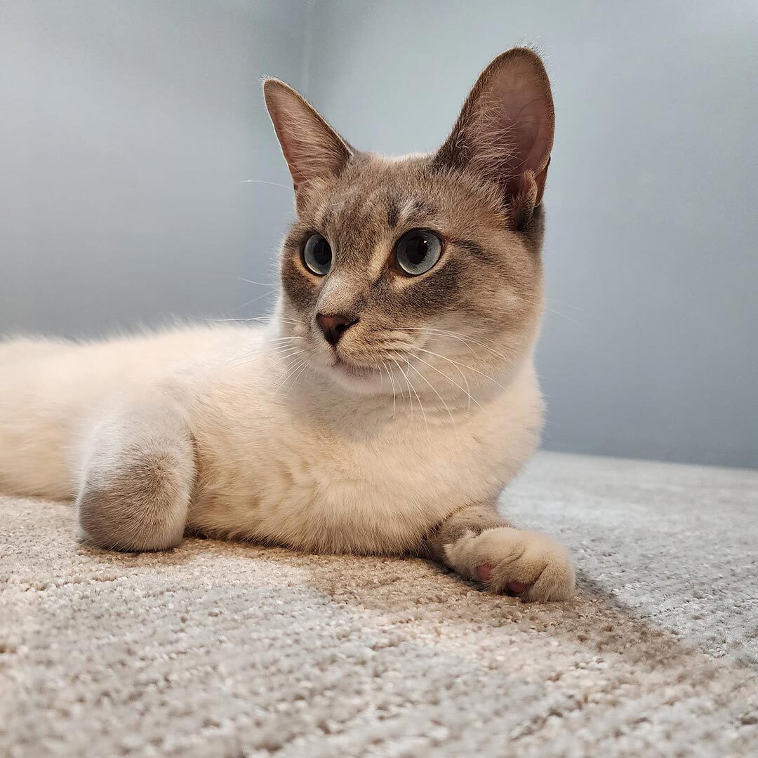 Close Up Of Cat Laying On Floor