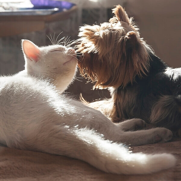cat and dog nose to nose