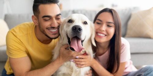 dog-breeds couple-hugging-their-yellow-labrador-dog-at-home