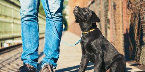 dog-training-guide pet-owner-training-with-black-labrador-puppy