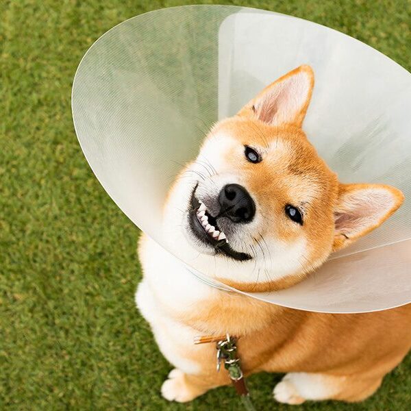 Happy Dog In Surgical Cone