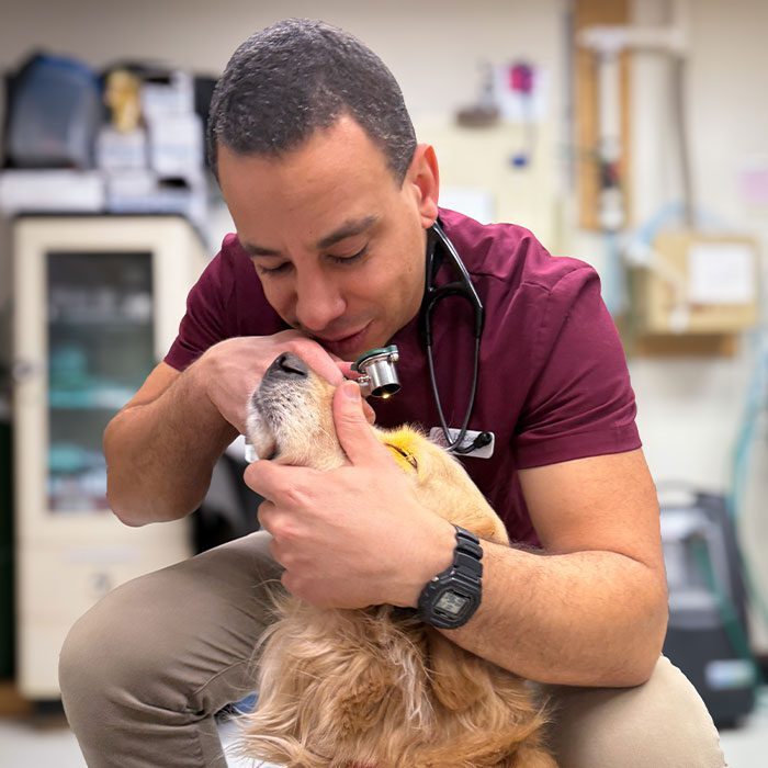 male veterinarian examining golden retriever's eyes during exam