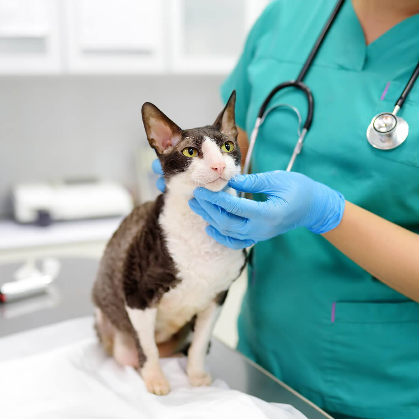 Veterinarian checking cats throat